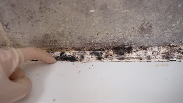 Best Asbestos and Lead Testing During Mold Inspection  in Cabot, AR